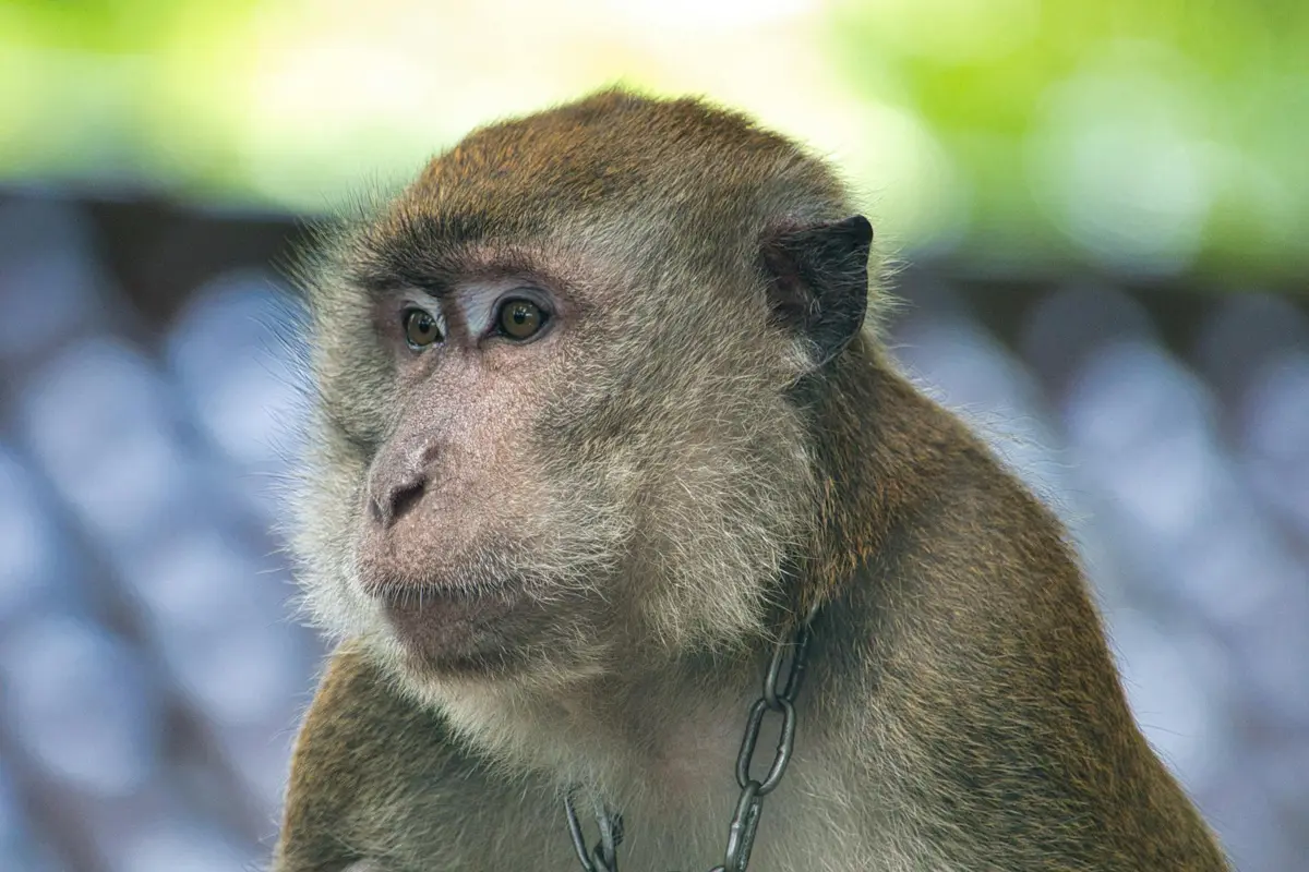 The CDC’s Primate Research Ban: Balancing Ethics, Innovation, and Readiness