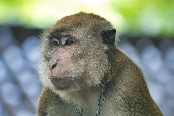 The CDC’s Primate Research Ban: Balancing Ethics, Innovation, and Readiness